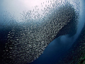 "Sardines at Pescador Island" 